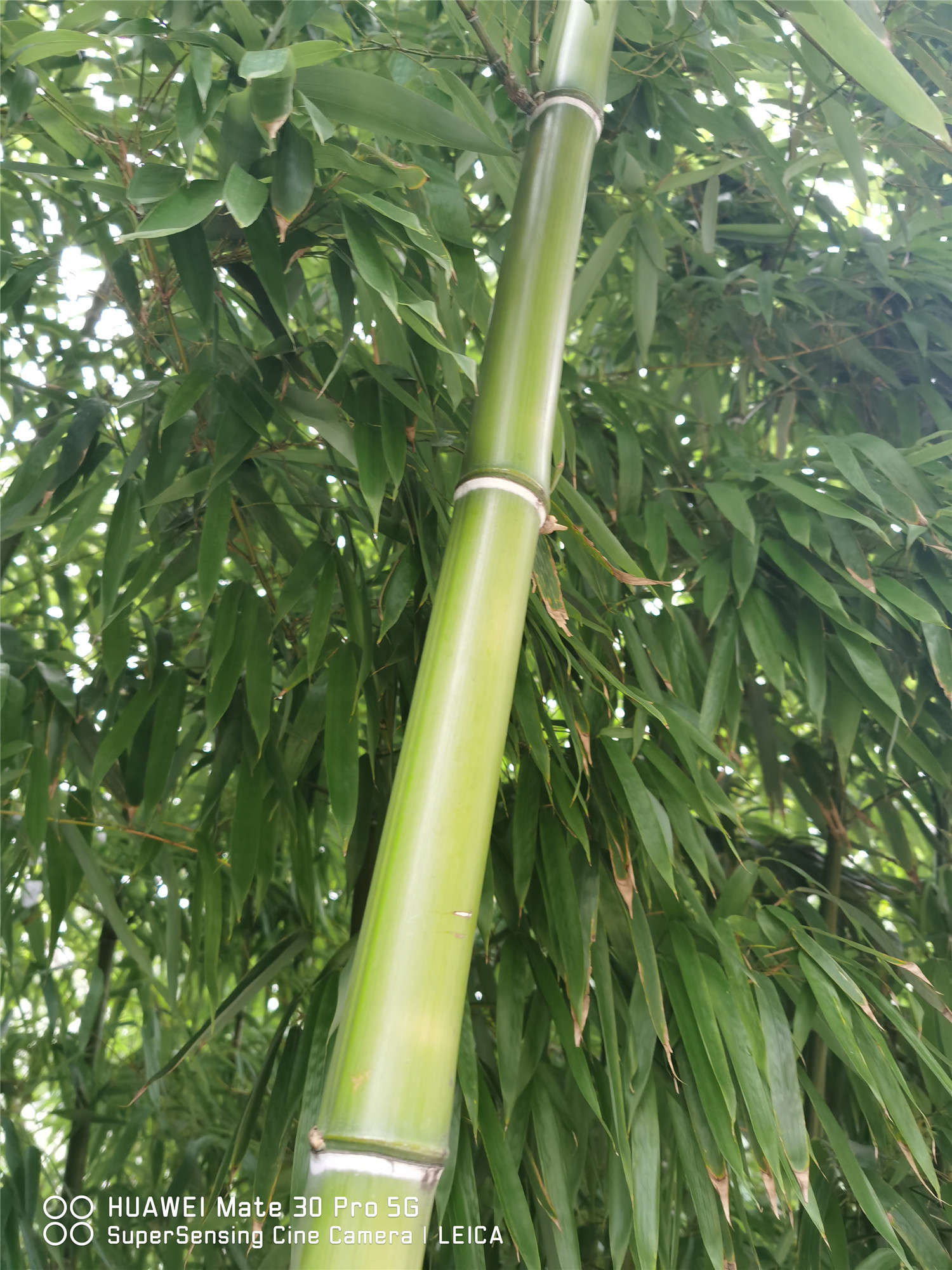 竹子 竹子