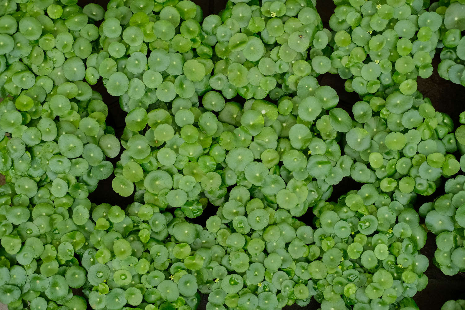 铜钱草 铜钱草