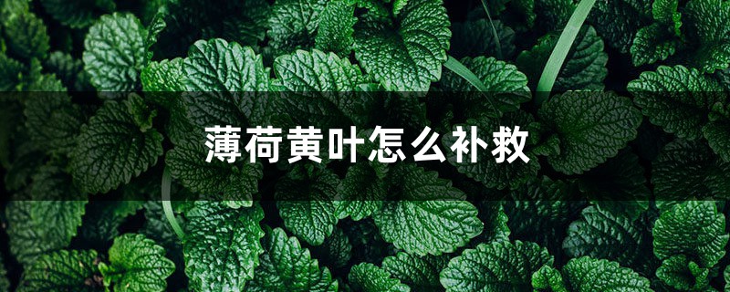 薄荷黄叶的原因和处理办法 薄荷黄叶的原因和处理办法