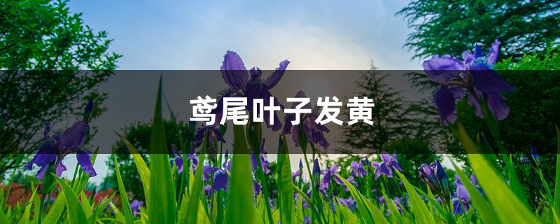 鸢尾黄叶的原因和处理办法 鸢尾黄叶的原因和处理办法