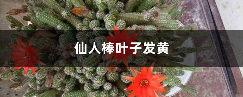 仙人棒黄叶的原因及处理办法