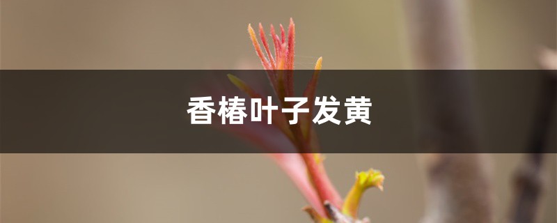 香椿黄叶的原因和处理办法