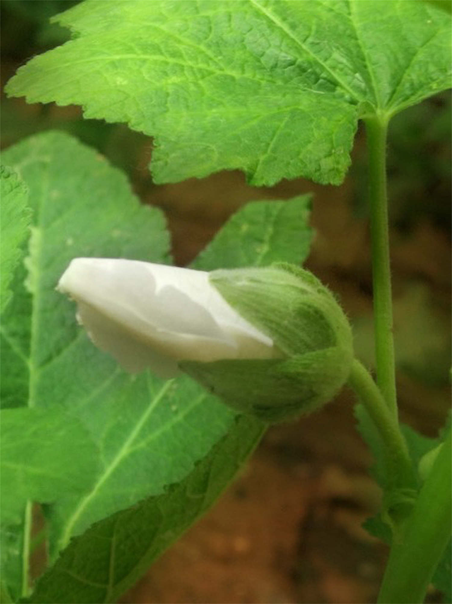 蜀葵 蜀葵