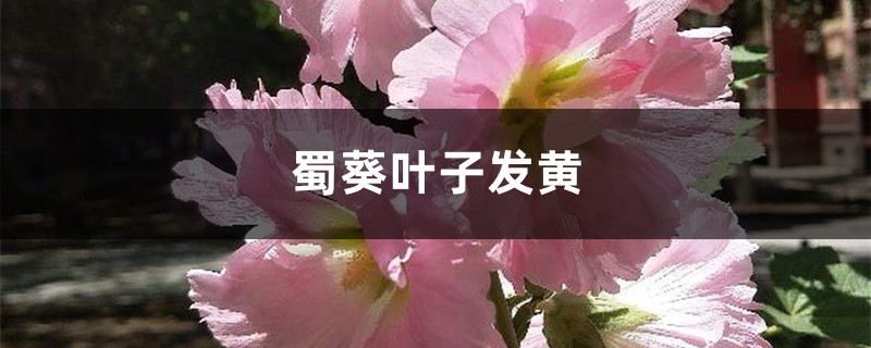 蜀葵黄叶的原因和处理办法 蜀葵黄叶的原因和处理办法