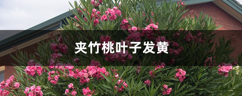 夹竹桃黄叶的原因和处理办法 夹竹桃黄叶的原因和处理办法