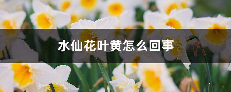 水仙花叶黄怎么回事，叶黄怎么处理