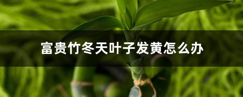 富贵竹冬天叶子发黄怎么办 富贵竹冬天叶子发黄怎么办