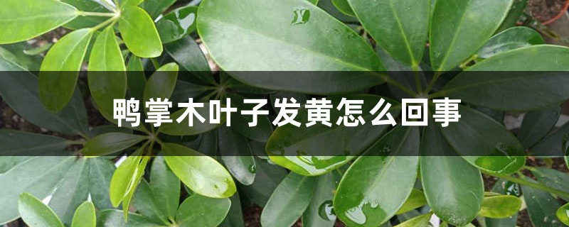 鸭掌木叶子发黄怎么回事 鸭掌木叶子发黄怎么回事