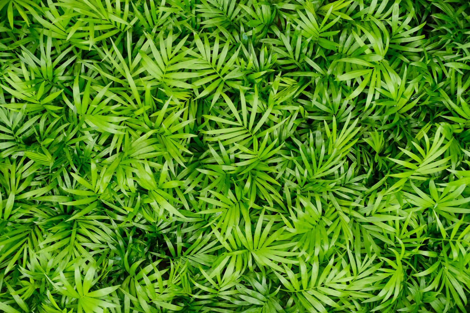 袖珍椰子 袖珍椰子