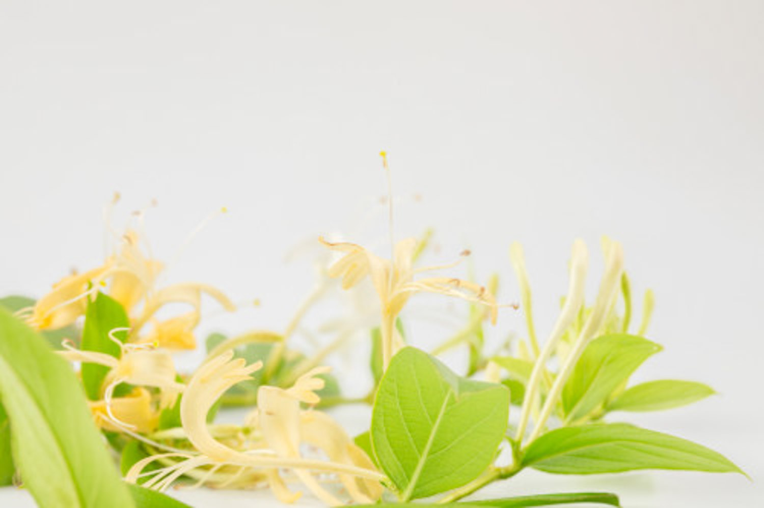 金银花 金银花