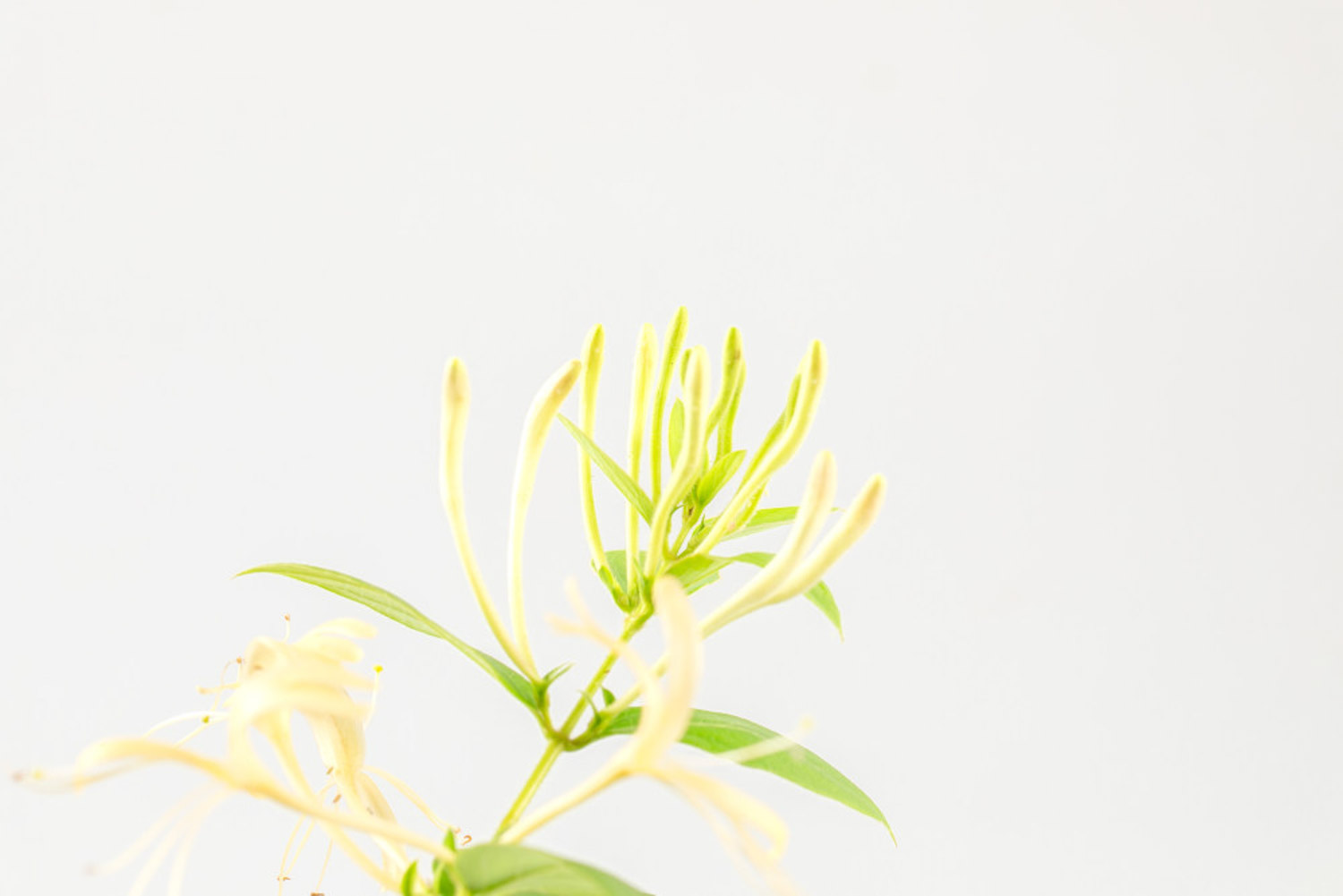 金银花 金银花