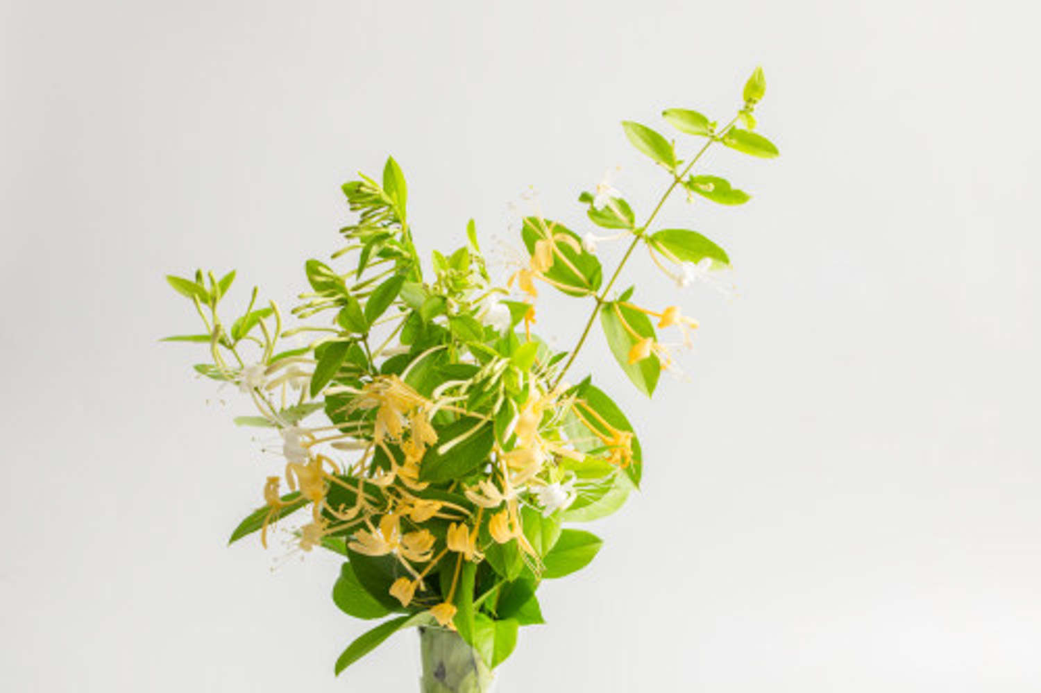 金银花 金银花