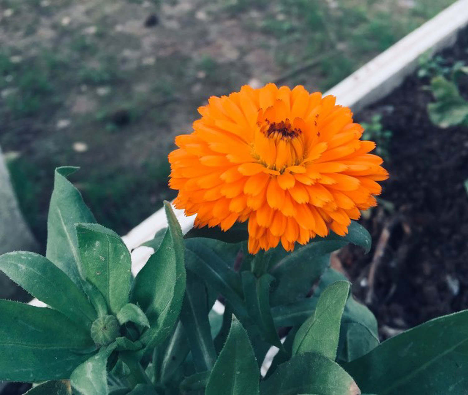 金盏花 金盏花
