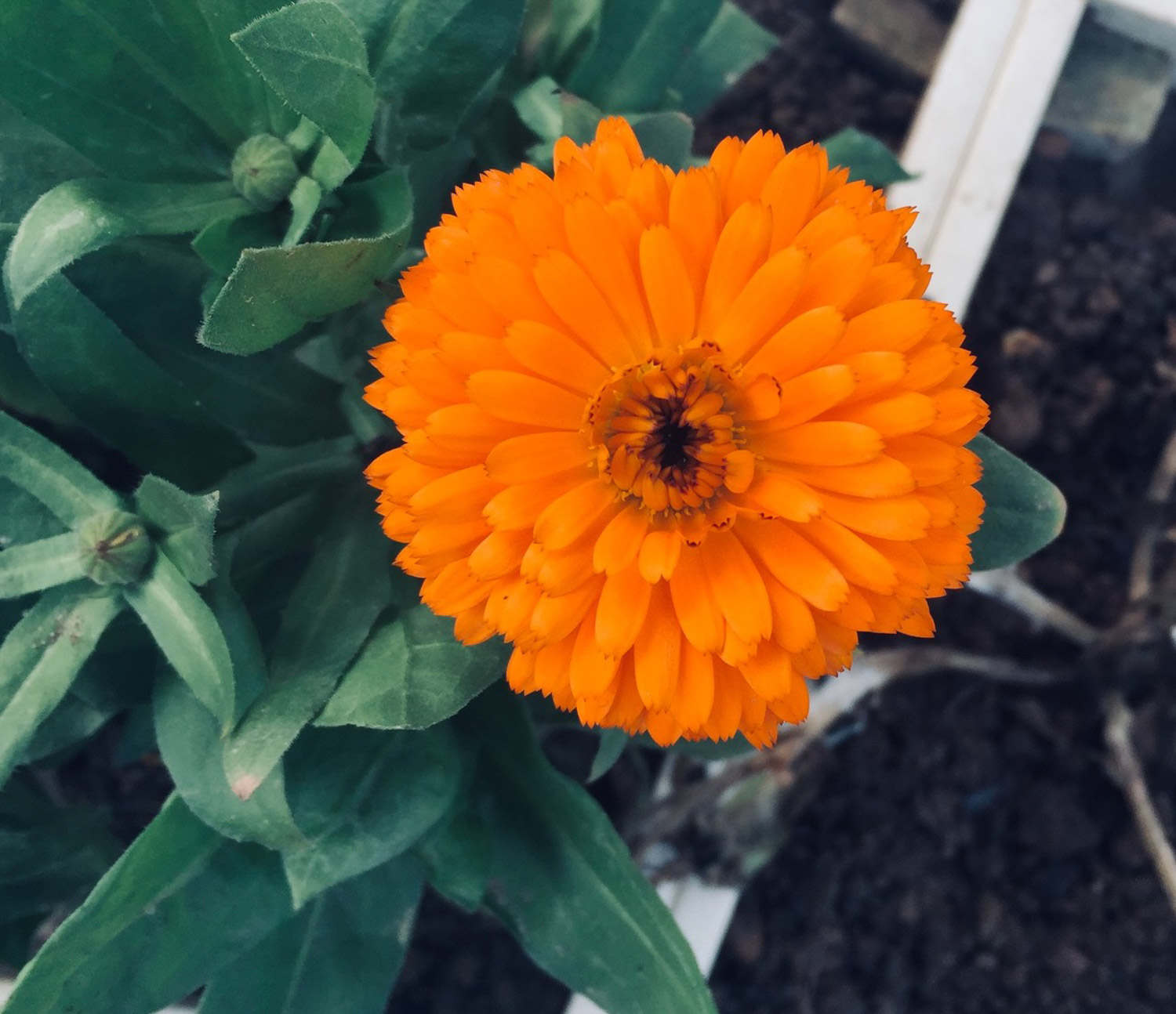 金盏花 金盏花