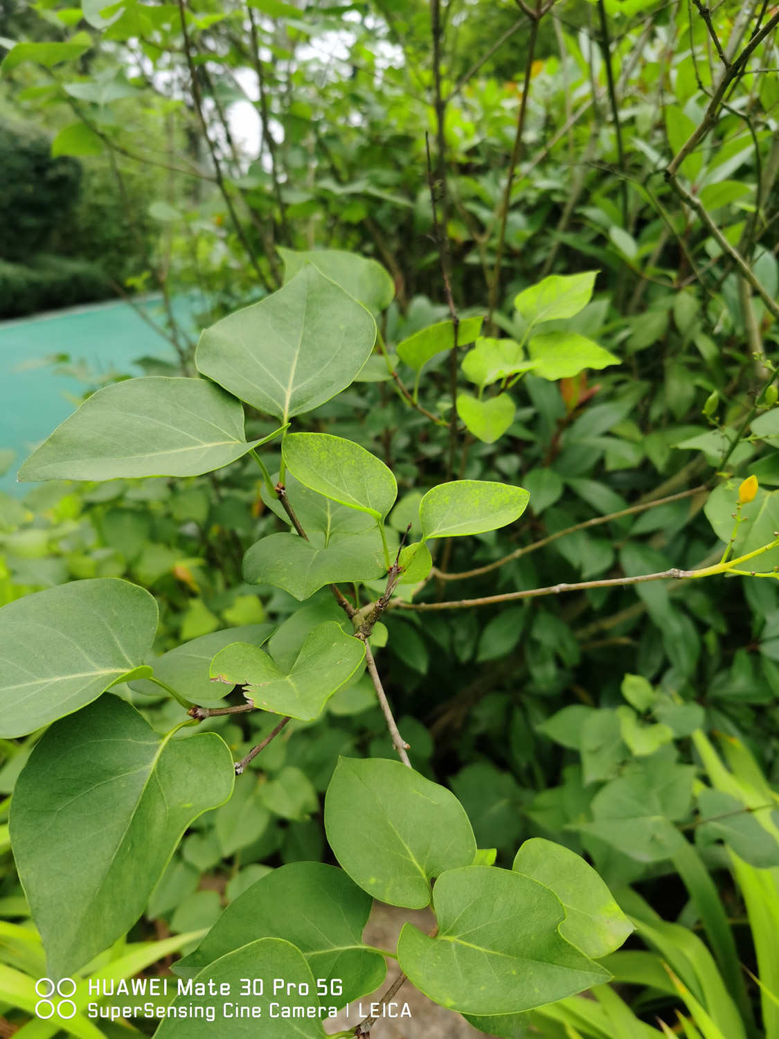 丁香 丁香