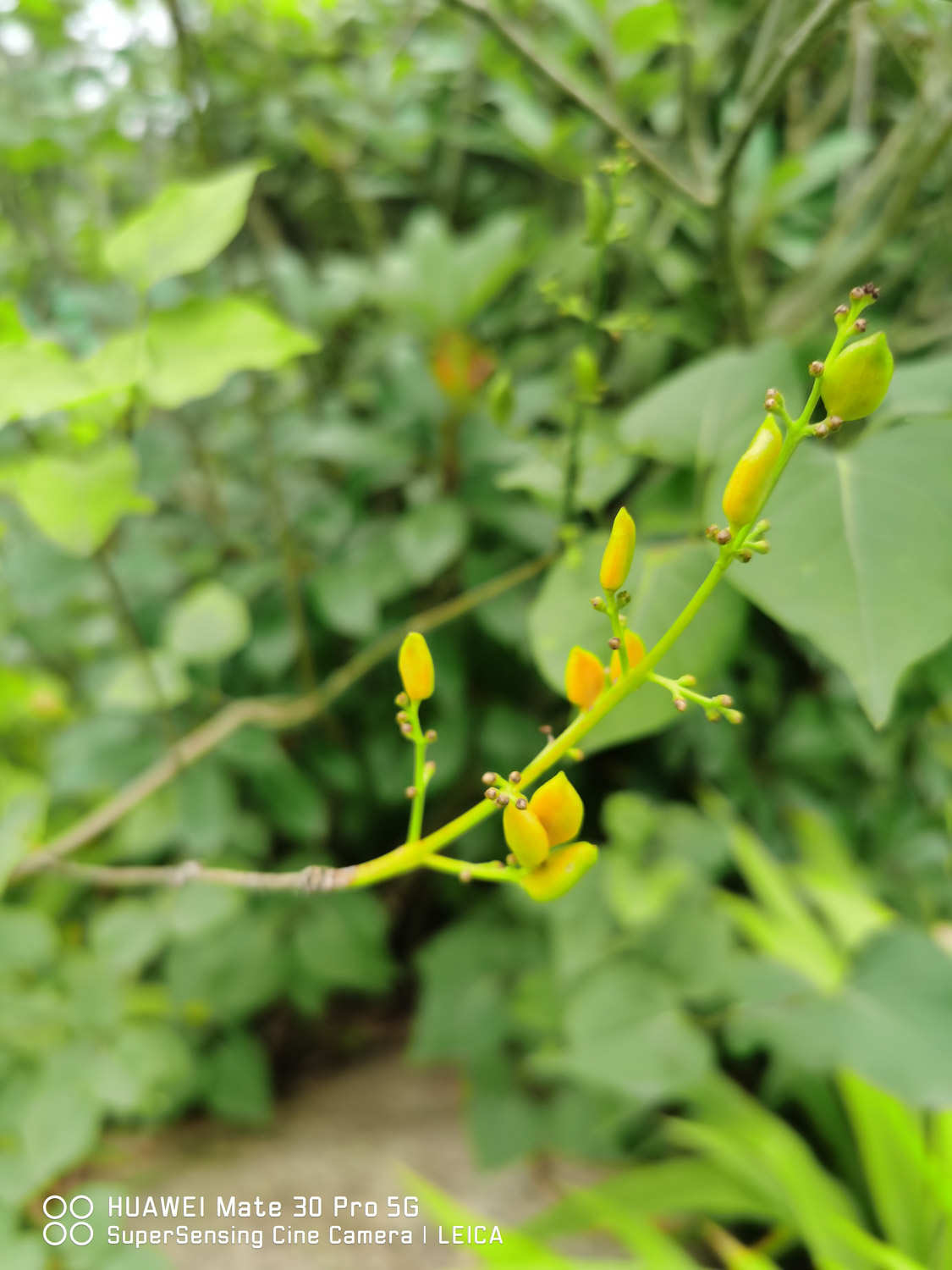 丁香 丁香