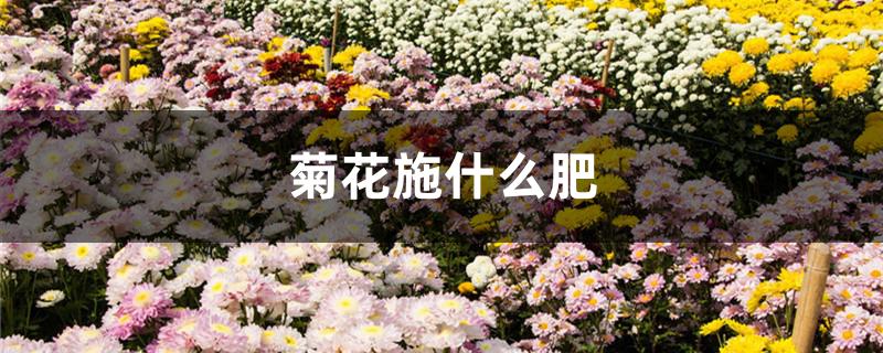 菊花施什么肥