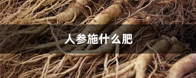 人参施什么肥