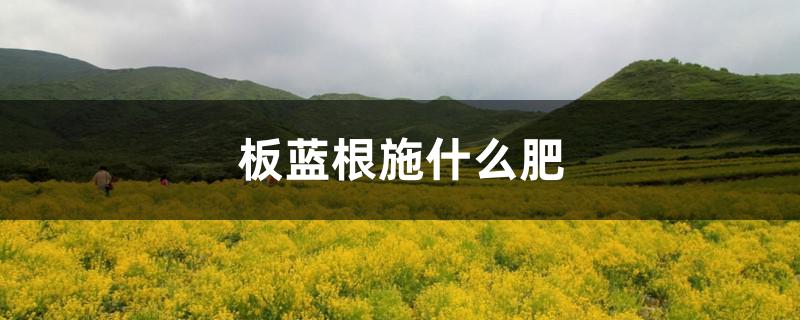 板蓝根施什么肥