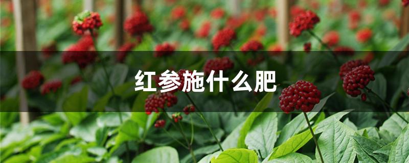 红参施什么肥