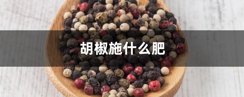 胡椒施什么肥