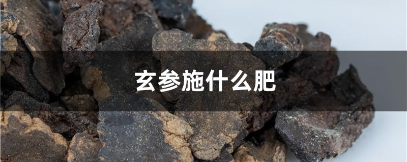玄参施什么肥
