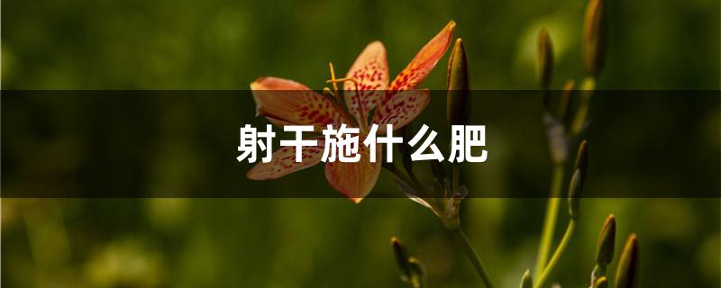 射干施什么肥