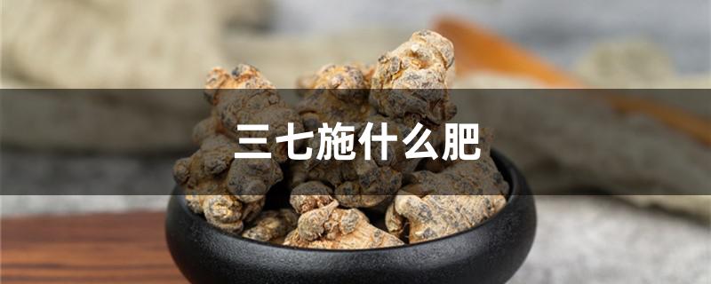 三七施什么肥