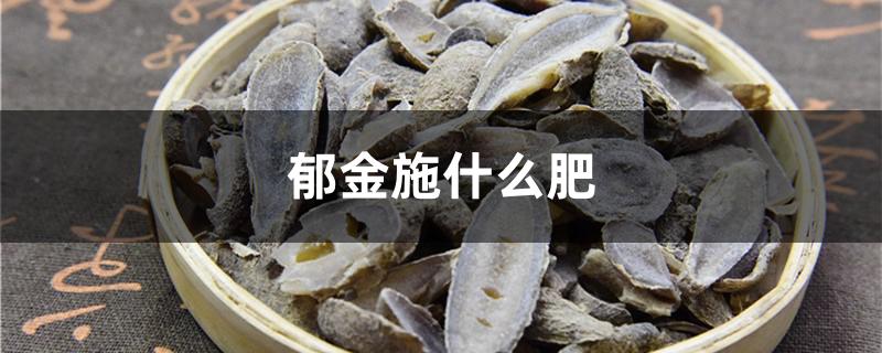 郁金施什么肥