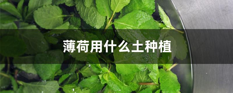 薄荷用什么土种植