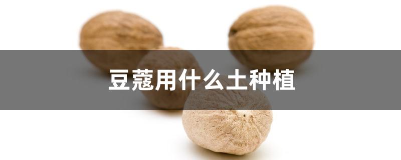 豆蔻用什么土种植