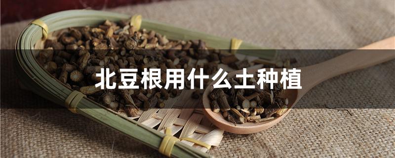 北豆根用什么土种植