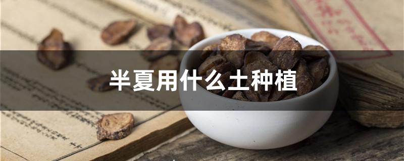 半夏用什么土种植