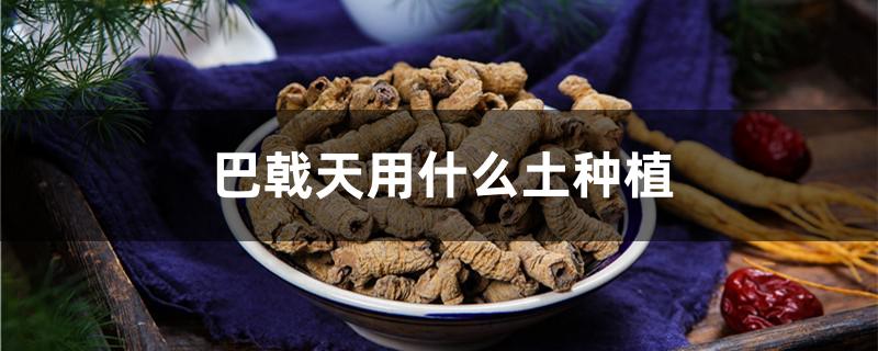 巴戟天用什么土种植