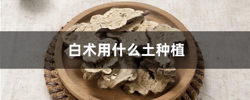 白术用什么土种植