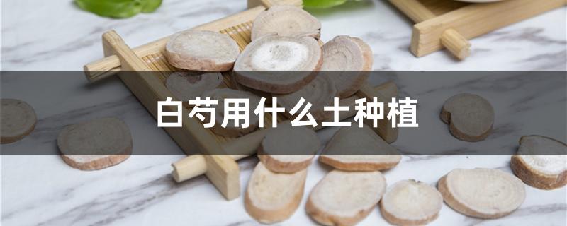 白芍用什么土种植