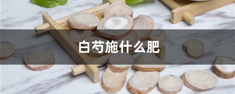 白芍施什么肥