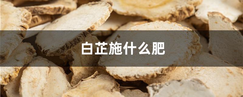 白芷施什么肥