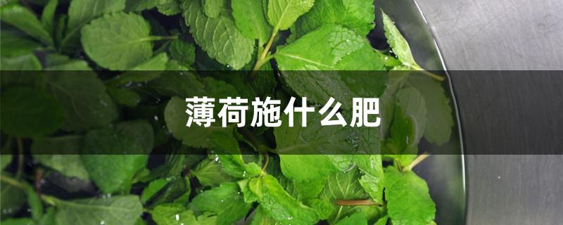 薄荷施什么肥