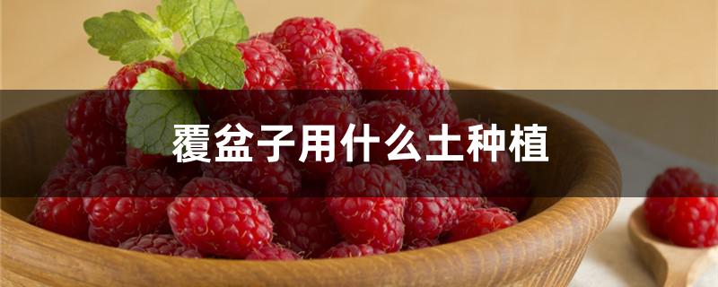覆盆子用什么土种植