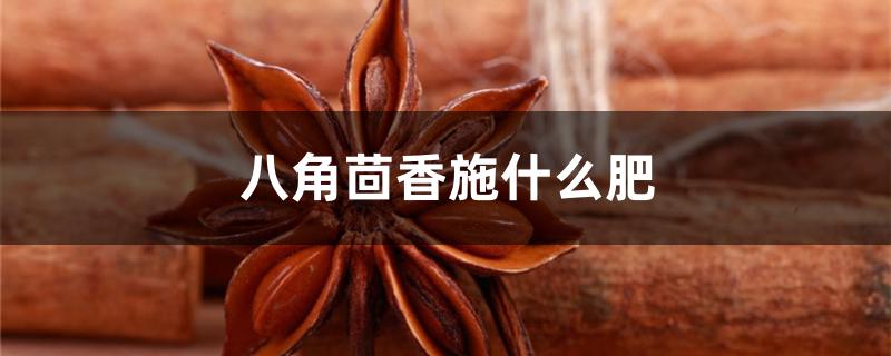 八角茴香施什么肥