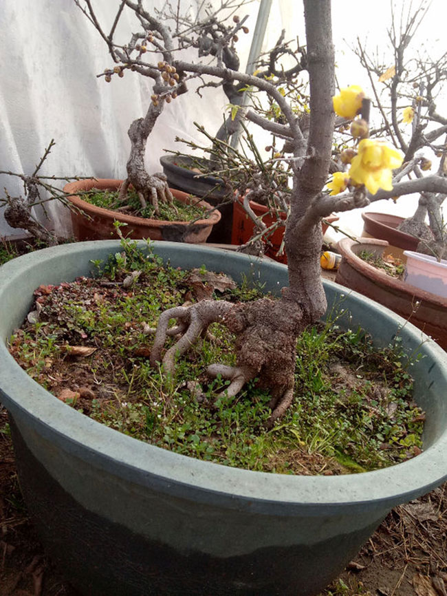 腊梅盆景