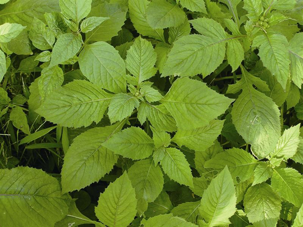 野菜有哪些种类?野菜有哪些常见品种? 野菜有哪些种类?野菜有哪些常见品种?