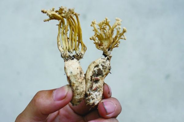 金蝉花的功效与作用 金蝉花哪些人不能吃? 金蝉花的功效与作用 金蝉花哪些人不能吃?