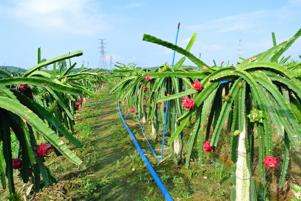 火龙果种植基地实拍