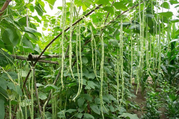 豇豆怎样育苗?高产豇豆种植技术 豇豆怎样育苗?高产豇豆种植技术