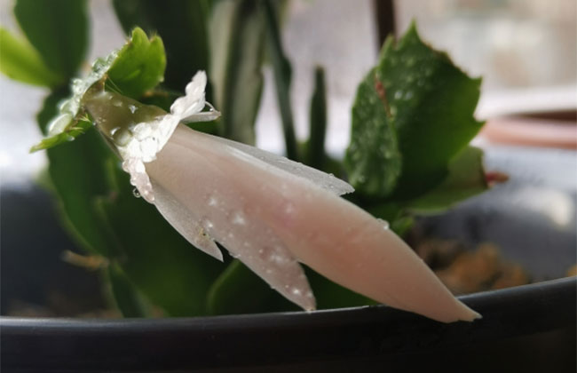 蟹爪兰掉花苞什么原因？这几种情况格外注意！