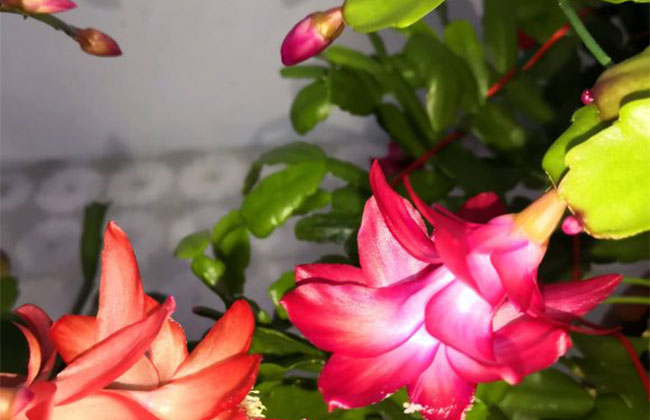 蟹爪兰掉花苞什么原因？这几种情况格外注意！
