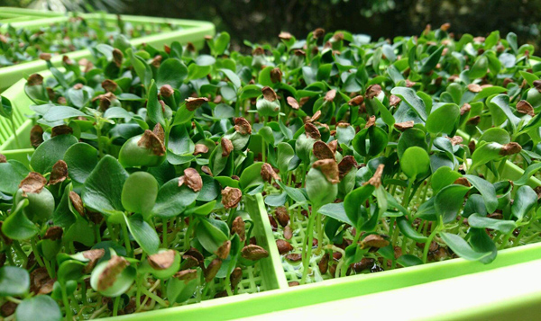 如何种植芽苗菜？苗菜种植的正确方法
