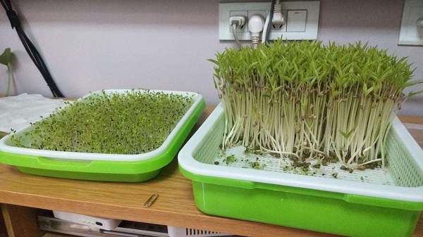 如何种植芽苗菜？苗菜种植的正确方法